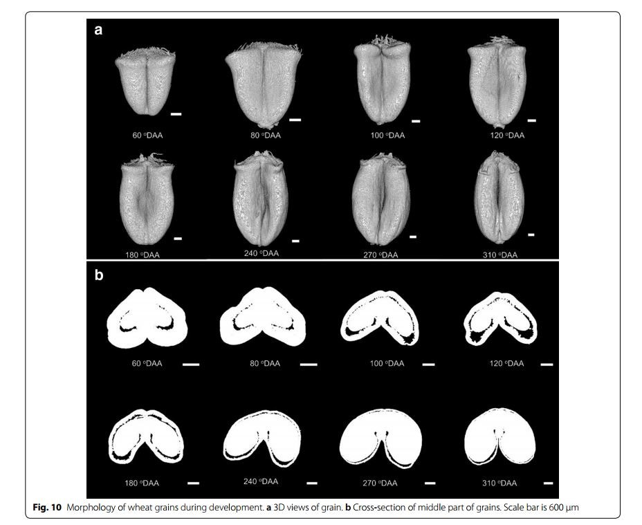 Use of X-ray Micro Computed Tomography Imaging to Analyze the Morphology of wheat Grain Through its Development